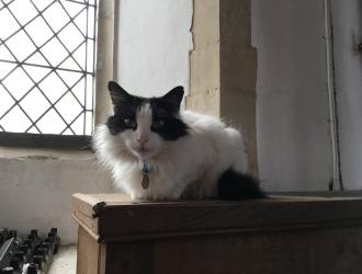 Raphael our late lamented church cat